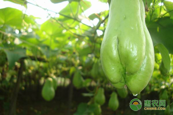 佛手瓜什么时候定植好？定植后怎么管理？-图片版权归惠农网所有