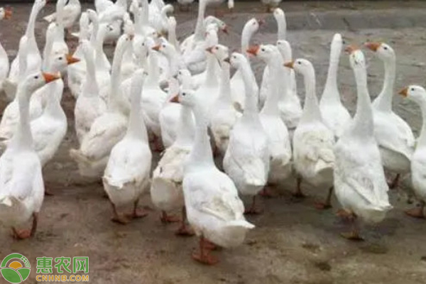 肉鹅养殖多少天出栏？-图片版权归惠农网所有
