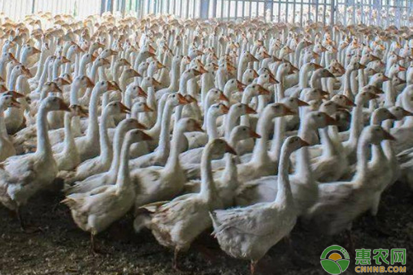 肉鹅养殖多少天出栏？-图片版权归惠农网所有