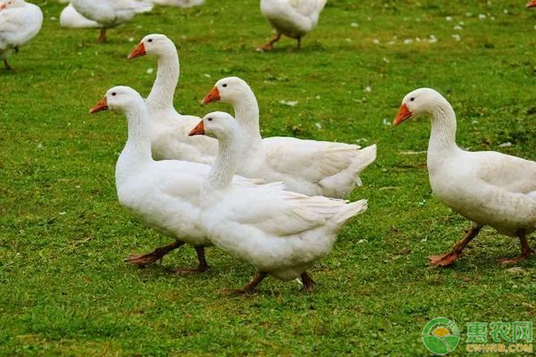 肉鹅的饲养与管理技术-图片版权归惠农网所有