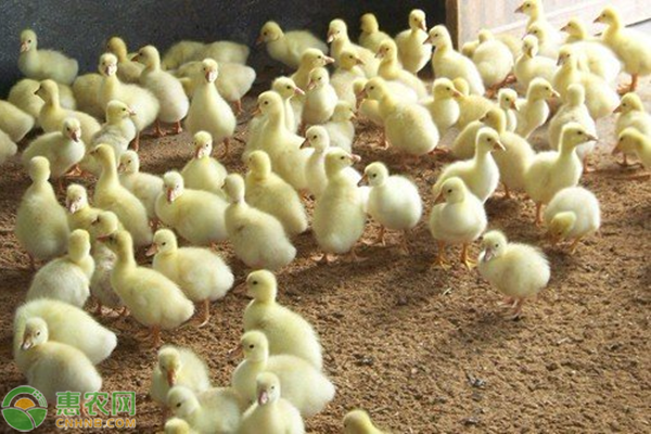 肉鹅关键养殖技术-图片版权归惠农网所有