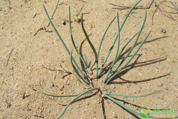 温室沙葱种植管理技术-图片版权归惠农网所有