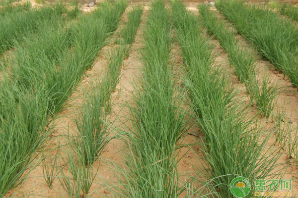 温室沙葱种植管理技术-图片版权归惠农网所有