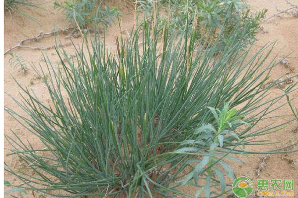 温室沙葱种植管理技术-图片版权归惠农网所有