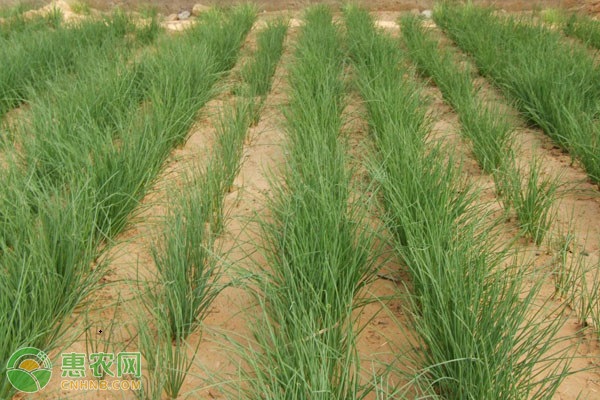 沙葱要怎么种？沙葱种植技术要点-图片版权归惠农网所有