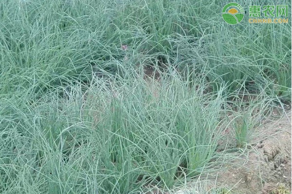 沙葱要怎么种？沙葱种植技术要点-图片版权归惠农网所有