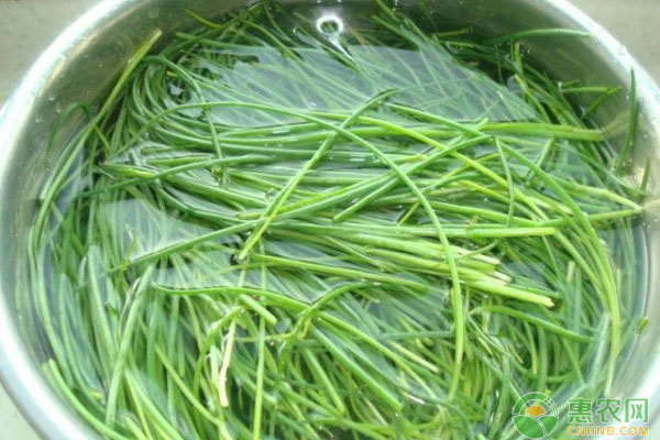 沙葱如何进行人工驯化？沙葱人工驯化种植管理技术-图片版权归惠农网所有