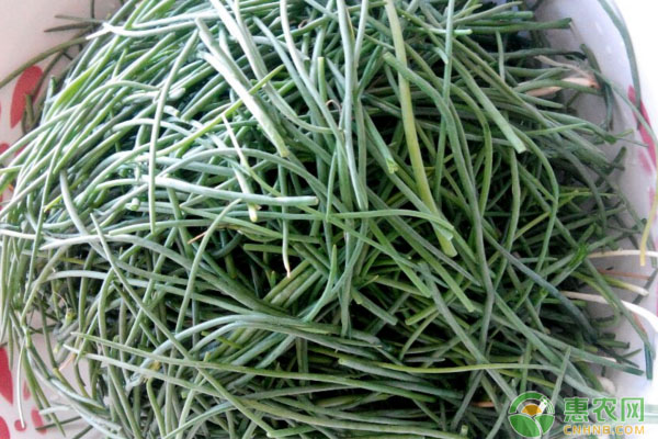 沙葱如何进行人工驯化？沙葱人工驯化种植管理技术-图片版权归惠农网所有