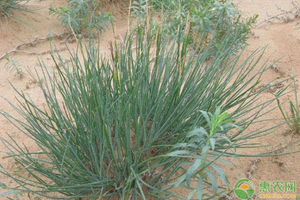 沙葱种植方法和时间-图片版权归惠农网所有