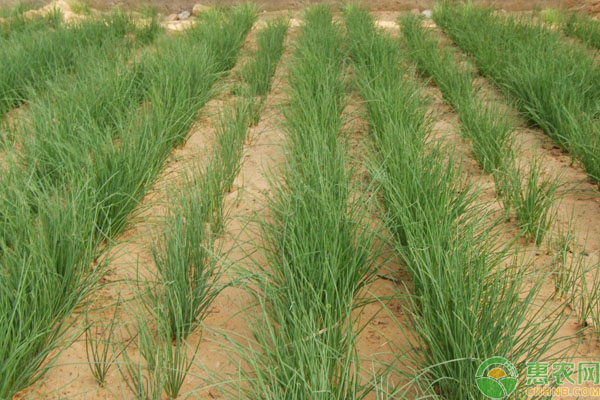 沙葱种植方法和时间-图片版权归惠农网所有