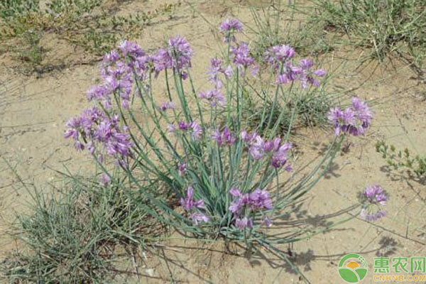 沙葱种植方法和时间-图片版权归惠农网所有