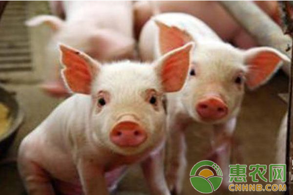 猪伪狂犬病拉什么样的粪便？猪伪狂犬病症状及其防治方法-图片版权归惠农网所有