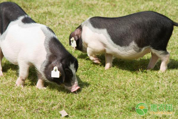 猪感染伪狂犬病的原因、症状及防治措施-图片版权归惠农网所有