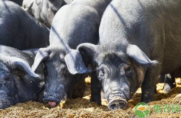 猪伪狂犬病的发病症状及防治措施-图片版权归惠农网所有