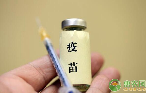 猪伪狂犬病的发病症状及防治措施-图片版权归惠农网所有