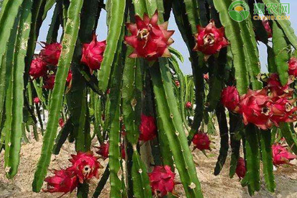 火龙果什么季节种植最好？-图片版权归惠农网所有