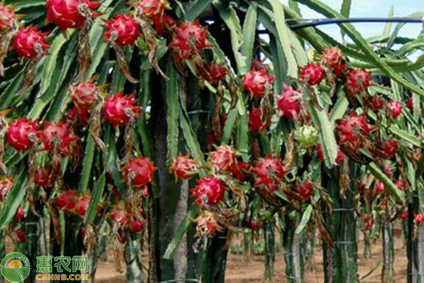 火龙果什么季节种植最好？-图片版权归惠农网所有