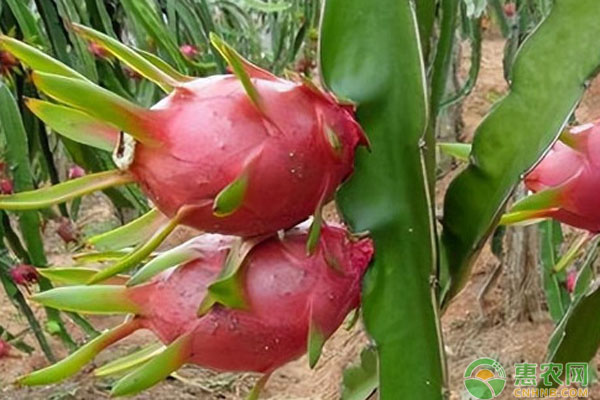 火龙果什么季节种植最好？-图片版权归惠农网所有