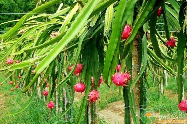 火龙果的种植方法与栽培技术-图片版权归惠农网所有