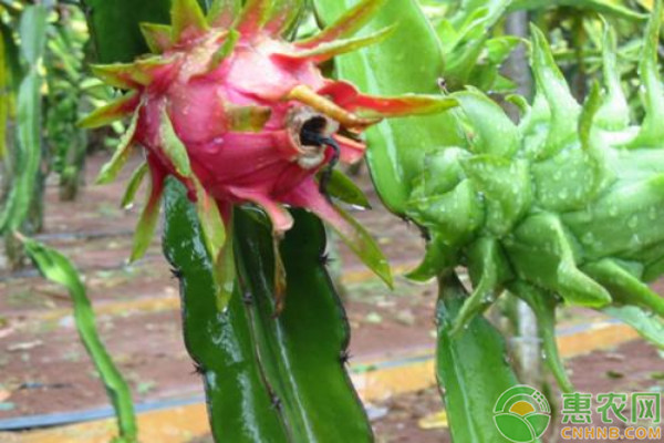 火龙果的种植方法与栽培技术-图片版权归惠农网所有