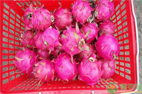 火龙果的种植方法与栽培技术-图片版权归惠农网所有