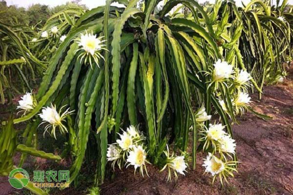 种植火龙果要做好哪些管理要点？-图片版权归惠农网所有