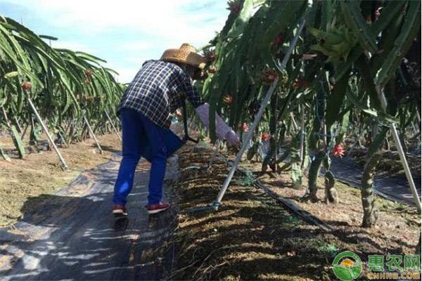 种植火龙果要做好哪些管理要点？-图片版权归惠农网所有