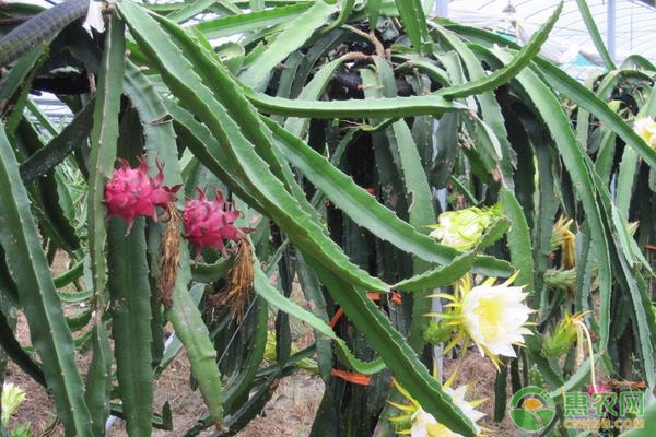 火龙果整形修剪技术-图片版权归惠农网所有