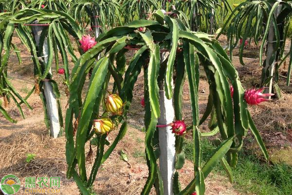 火龙果整形修剪技术-图片版权归惠农网所有