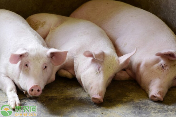 猪吐食是什么原因？-图片版权归惠农网所有