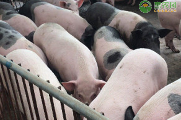 猪吐食是什么原因？-图片版权归惠农网所有