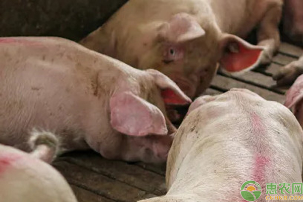 猪吐食是什么原因？-图片版权归惠农网所有