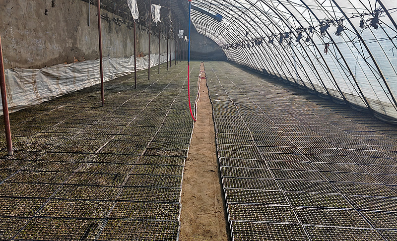 2025年2月27日-温室大棚育苗忙 育出增收新希望1.jpg 2025年2月27日-温室大棚育苗忙 育出增收新希望1.jpg