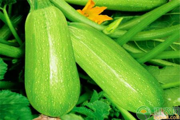 西葫芦高产水肥管理技术要点-图片版权归惠农网所有