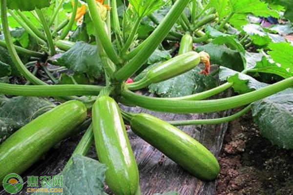 西葫芦高产栽培技术-图片版权归惠农网所有