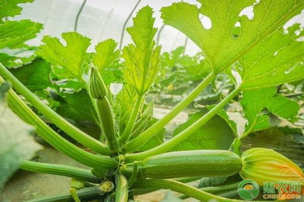 西葫芦高产栽培技术-图片版权归惠农网所有