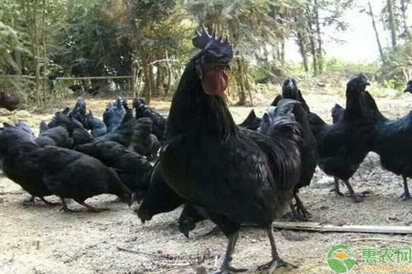 乌骨鸡的养殖管理技术-图片版权归惠农网所有