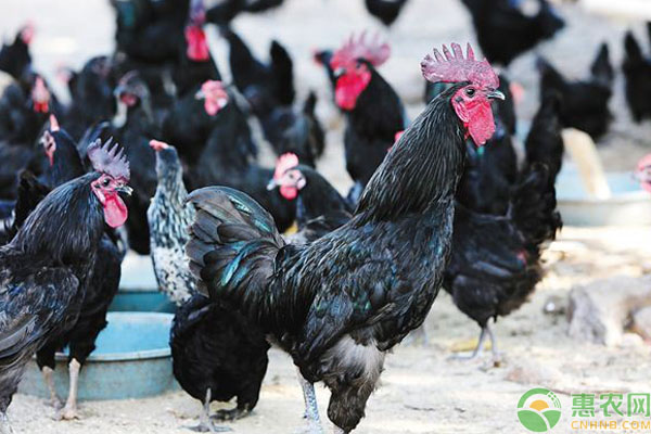 乌骨鸡的养殖管理技术-图片版权归惠农网所有
