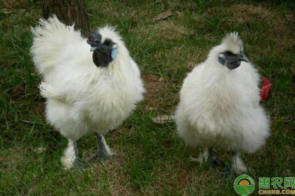 乌骨鸡的养殖管理技术-图片版权归惠农网所有