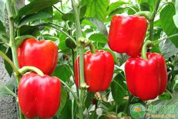 甜椒种植技术：甜椒种植管怎么管理？-图片版权归惠农网所有