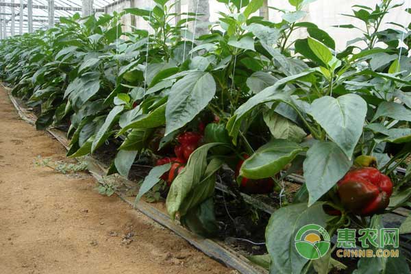 甜椒的种植时间及方法-图片版权归惠农网所有