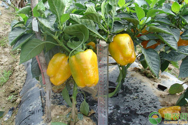 甜椒的种植时间及方法-图片版权归惠农网所有