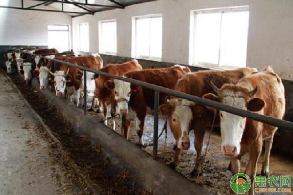 冬季肉牛增膘的诀窍-图片版权归惠农网所有