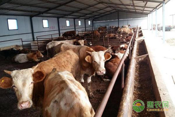 肉牛养殖多久可以出栏？-图片版权归惠农网所有