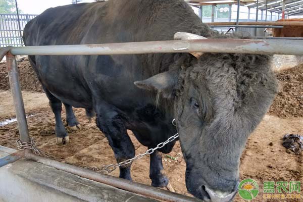 安格斯肉牛怎么育肥管理？-图片版权归惠农网所有