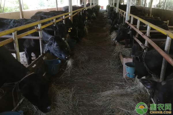 安格斯肉牛怎么育肥管理？-图片版权归惠农网所有