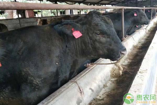 安格斯肉牛怎么育肥管理？-图片版权归惠农网所有