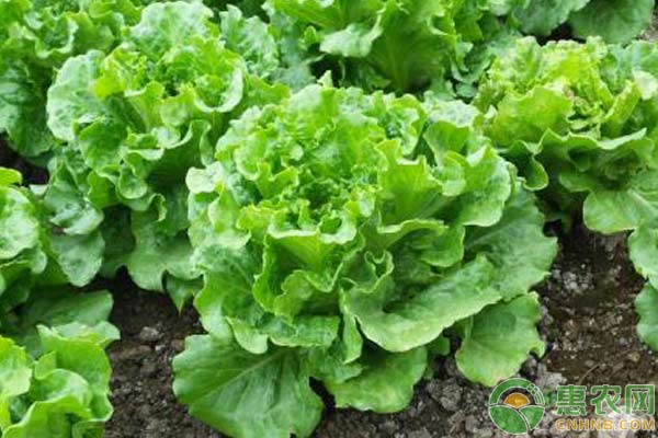 生菜栽培管理技术-图片版权归惠农网所有