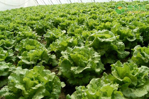 生菜几天发芽？-图片版权归惠农网所有