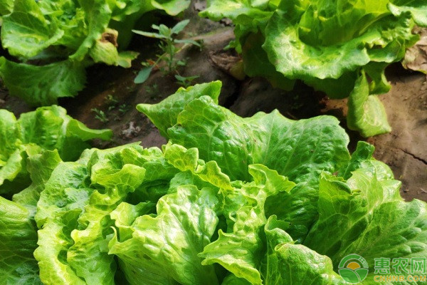 生菜最晚几月种？生菜要怎么种植？-图片版权归惠农网所有